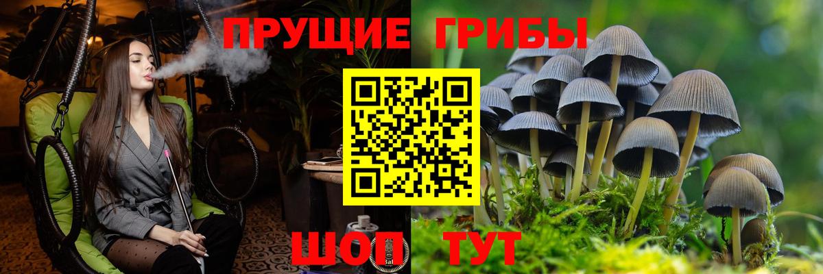 Ачинск  как найти   Вход с VPN  Галлюциногенные грибы GOLDEN TEACHER 